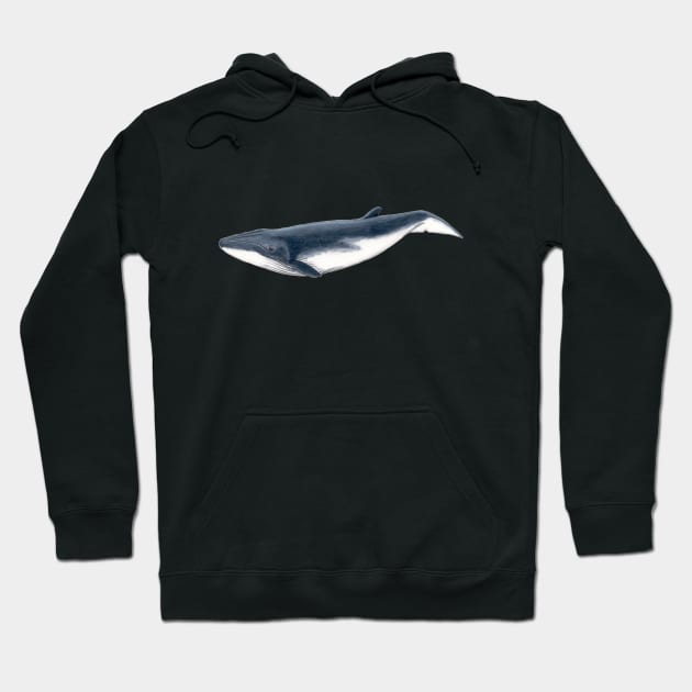 Baby whale Hoodie by chloeyzoard